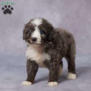 Carly, Mini Bernedoodle Puppy